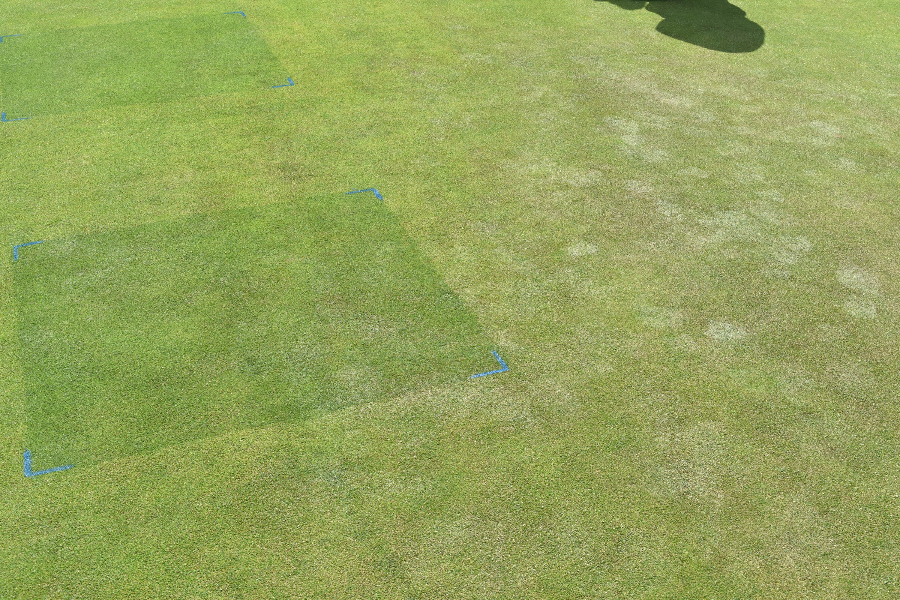Stressed greens turf show effects of footmarks - compared to treated in Ryder trial demo at Turf Science Lite 2018 - Old Thorns Liphook mr