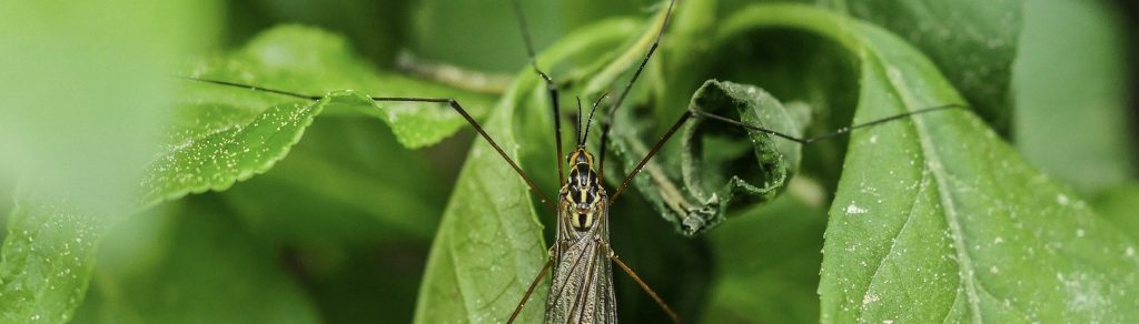 Syngenta Pest Tracker Cranefly