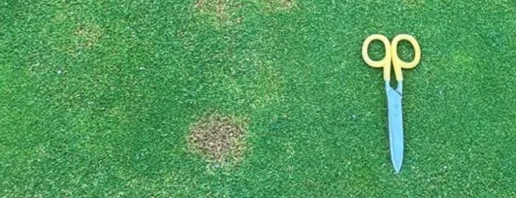 What can I do about Anthracnose