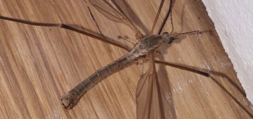 Crane Fly Hatch Acelepryn