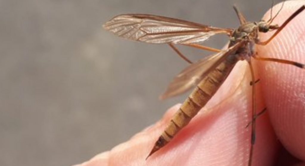 Cranefly Hatch 2020