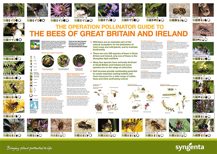 Guide to bumblebees in the United Kingom How to identify them