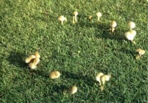 Fairy rings