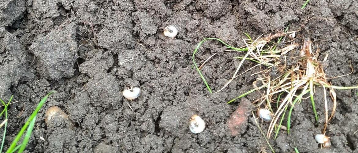 The Chafer Question - hot tips for spotting them
