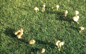 Type 3 Fairy Ring - STRI maybe
