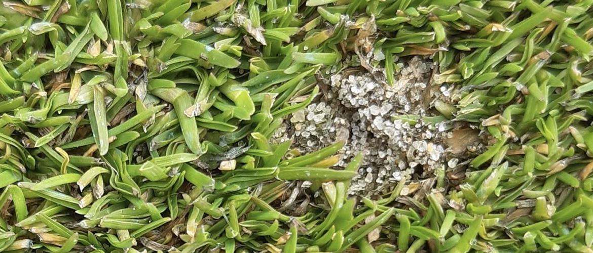 Anthracnose on Golf Courses - Turf disease
