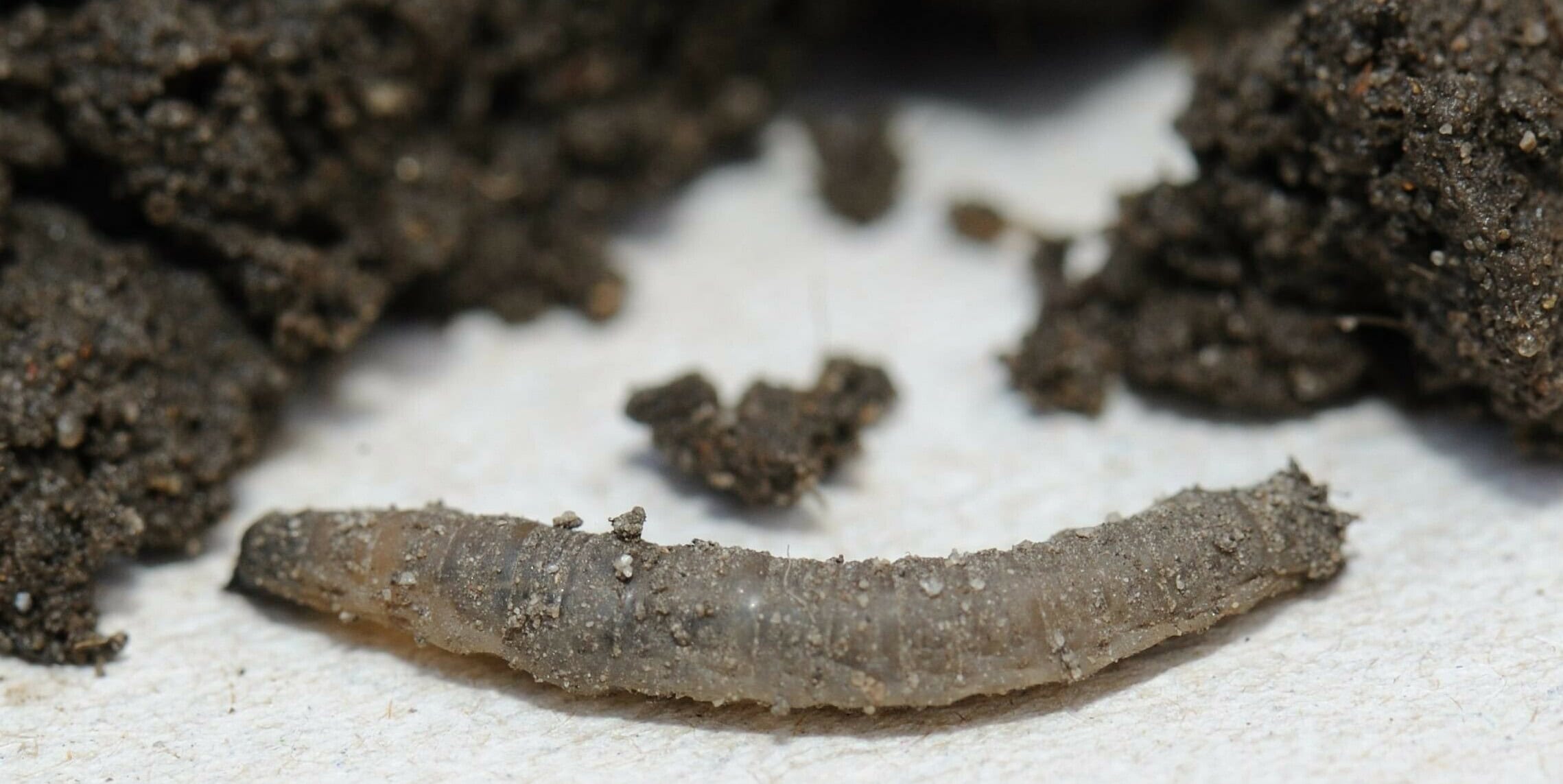 Tipula