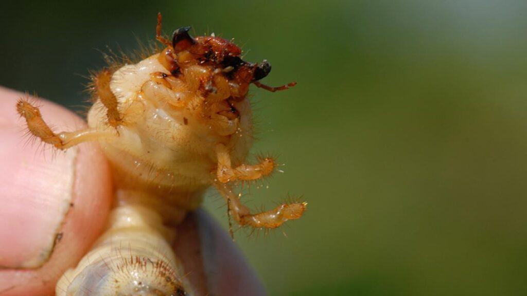 larve di coleotteri