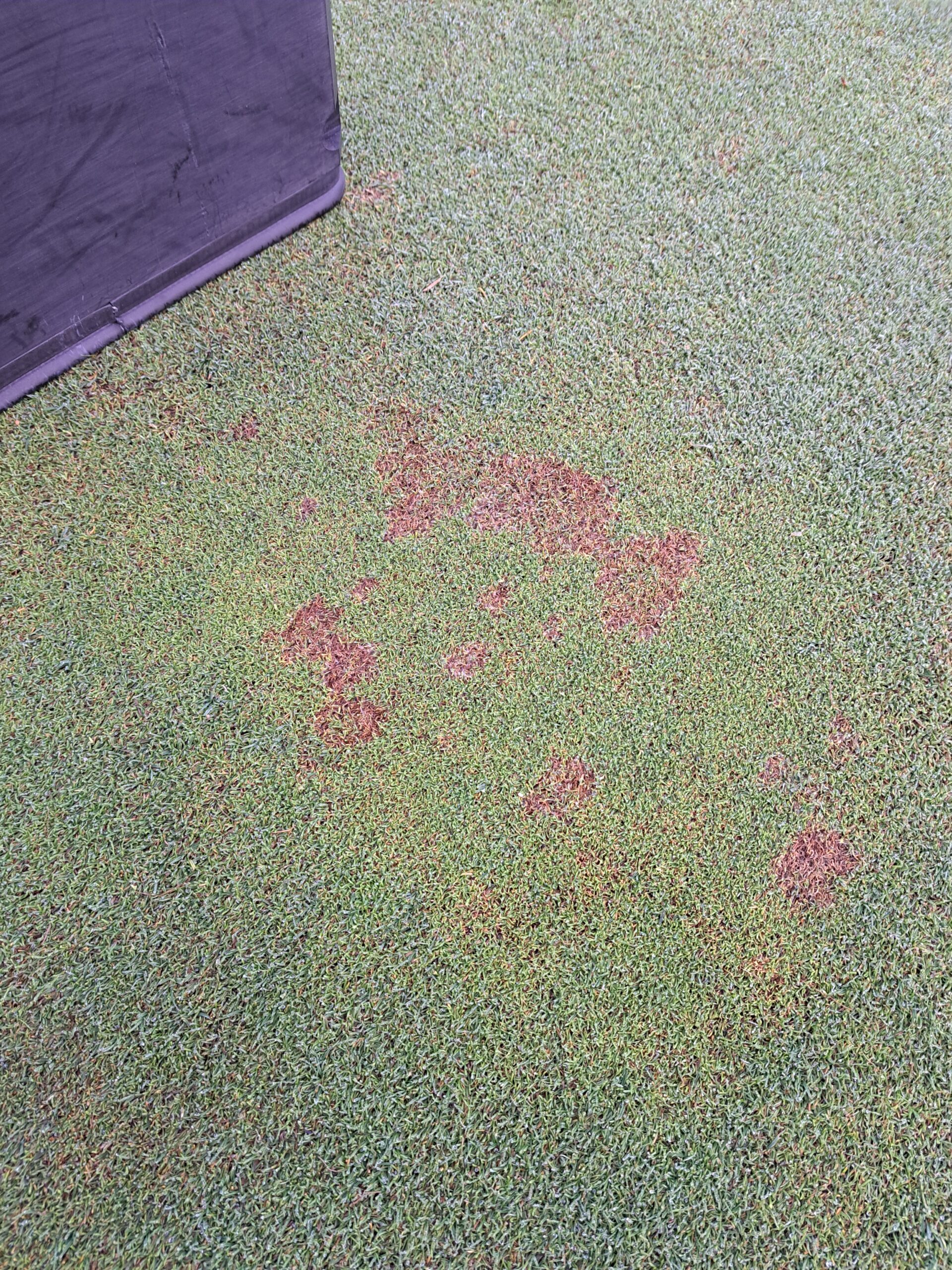 How to spot Microdochium in turf and lawns
