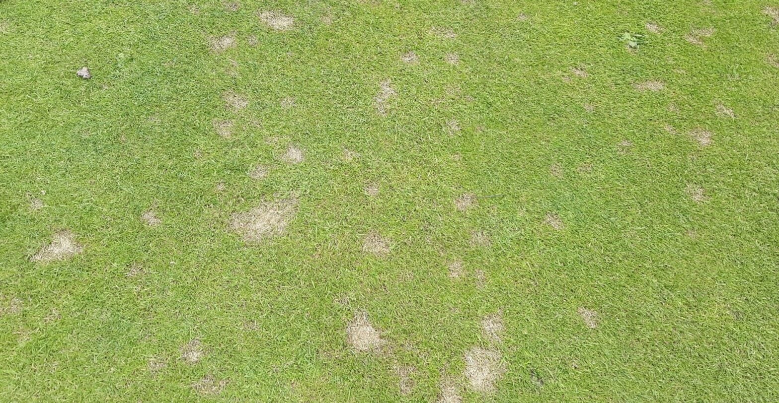 Dollar Spot Turf Disease