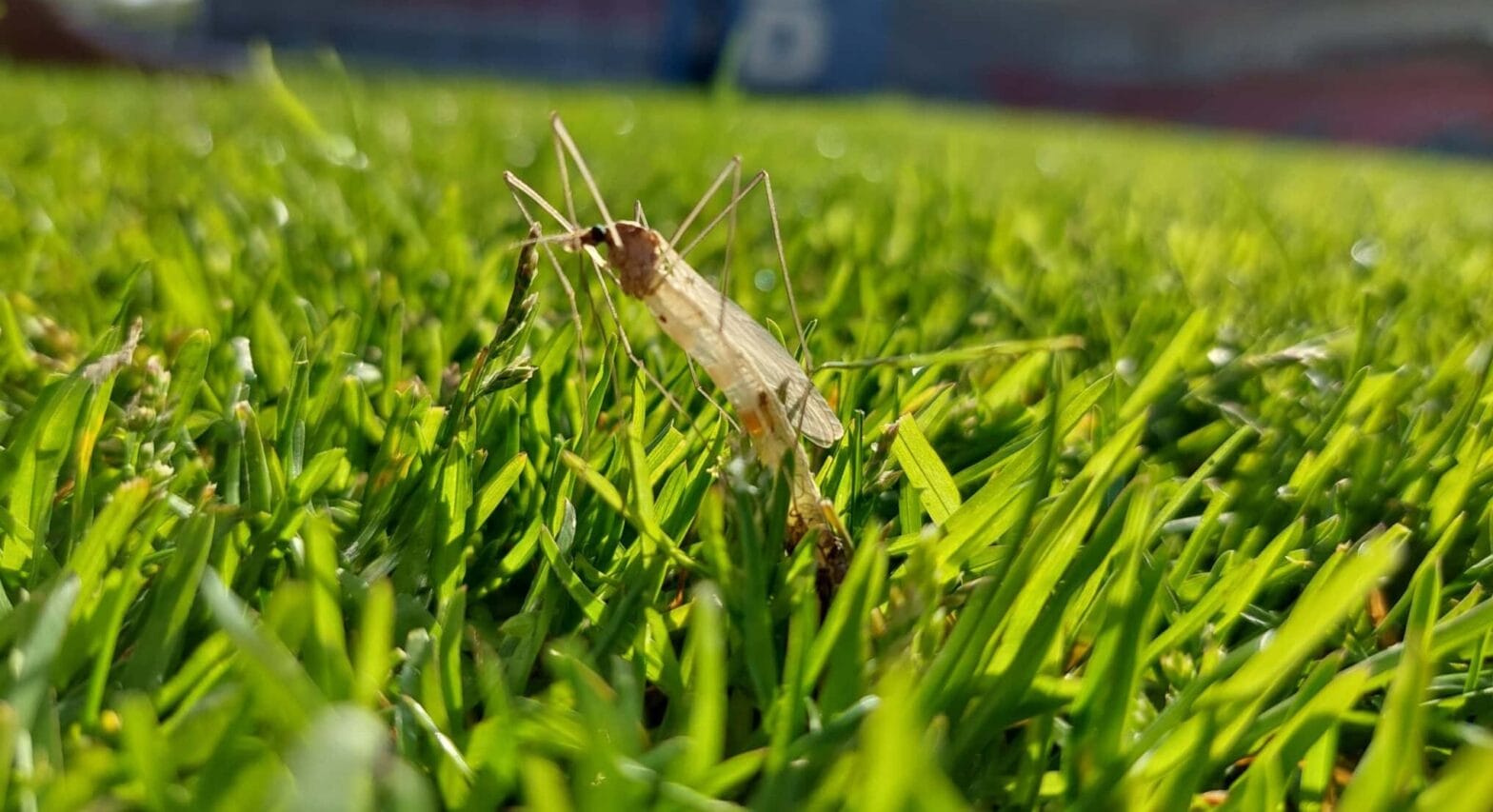 Don't forget the damage that leatherjackets can do to your golf course