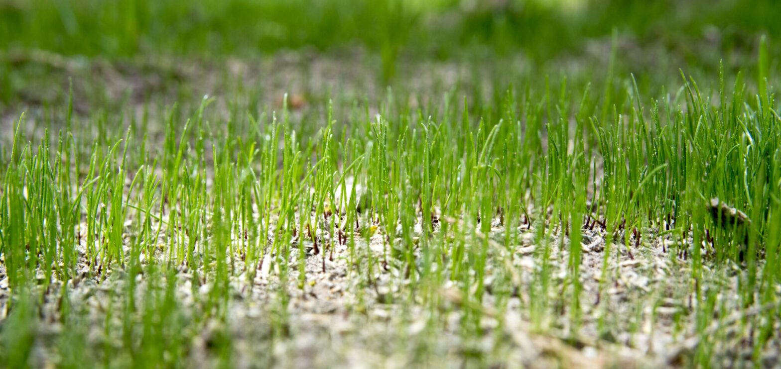 Renovation success on golf courses