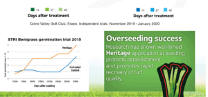 How to achieve overseeding success during golf course turf renovation