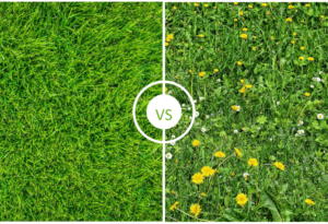 Impact of Overtake on weeds during golf course turf renovation