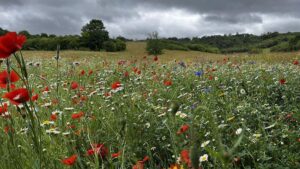 Biodiversità nei campi da golf: operation pollinator