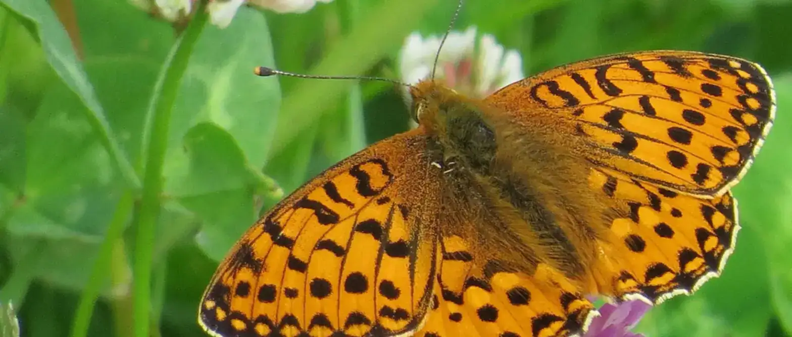 Biodiversità nei campi da golf: Biodiversità nei campi da golf: farfalla su fiori