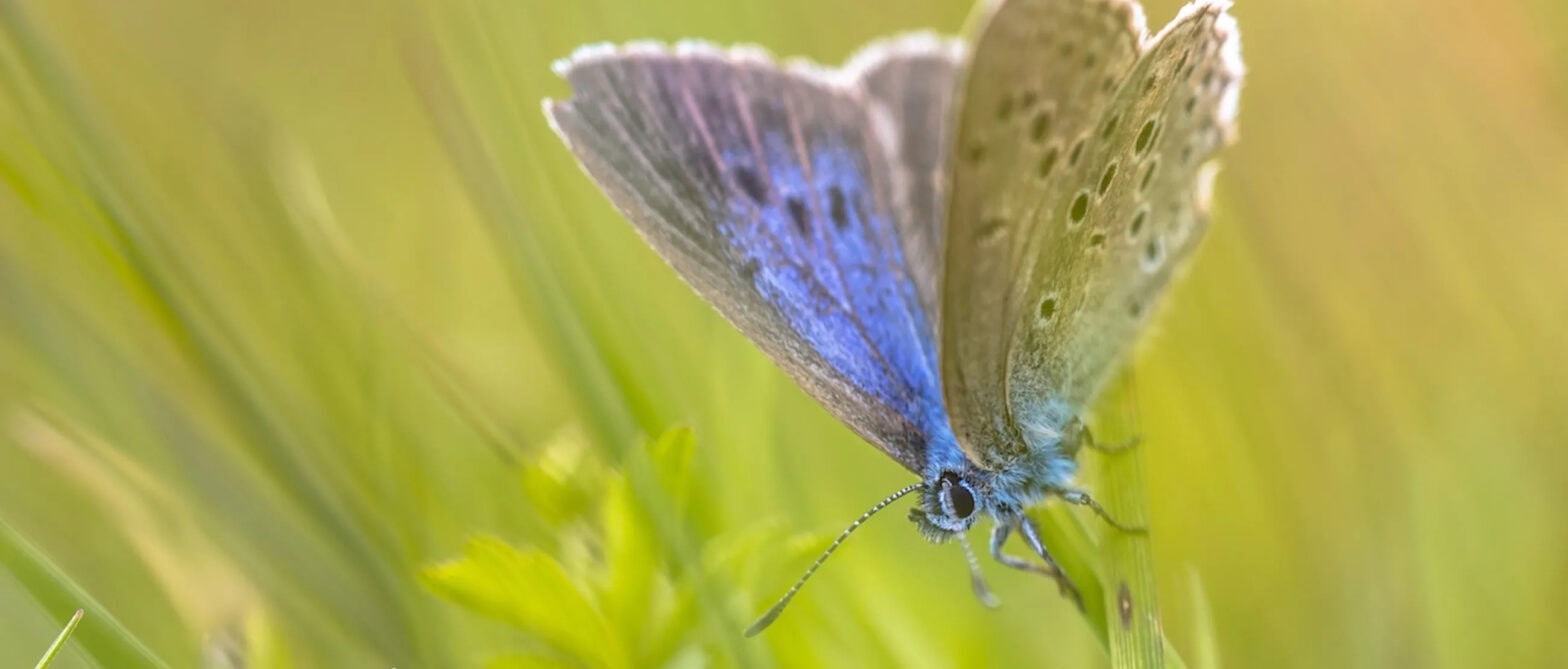 Biodiversità nei campi da golf farfalla su un fiore spontaneo al Golf & Country Club Zürich